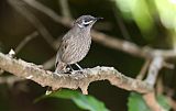 Eungella Honeyeaterborder=